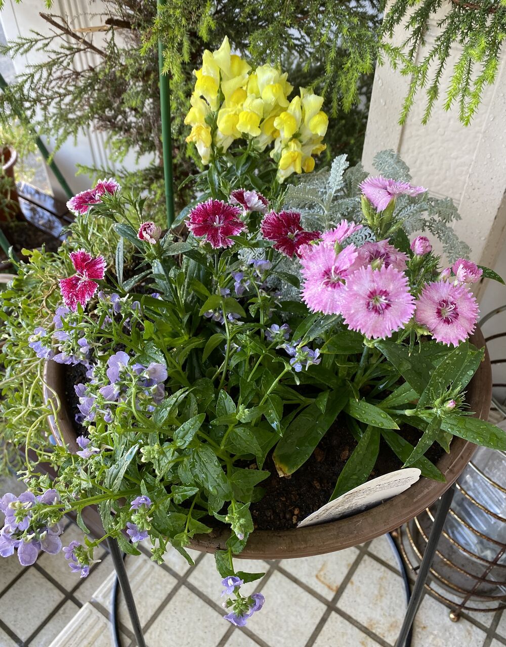 ささやかな庭いじり 玄関先の花 定年親父の気まぐれブログ ささやかな庭いじり 玄関先の花 定年親父の気まぐれブログ