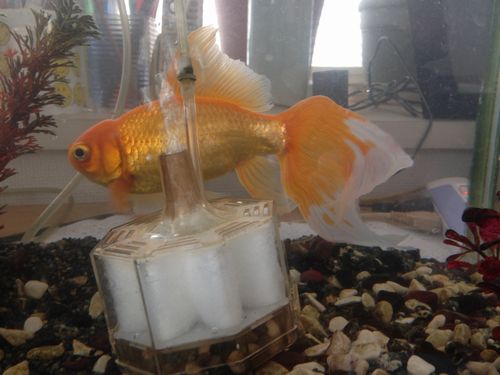 まだまだ大きくなりそうです 定年親父の気まぐれブログ