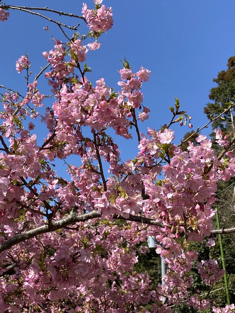 2F330F2B-4080-4CE8-A2F8-03846763E422