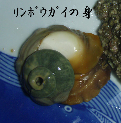 少し珍しい貝のご紹介 Kappy S ポッキーぶろぐ いそうろうニャンコの日々