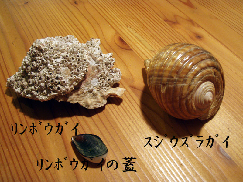 少し珍しい貝のご紹介 Kappy S ポッキーぶろぐ いそうろうニャンコの日々