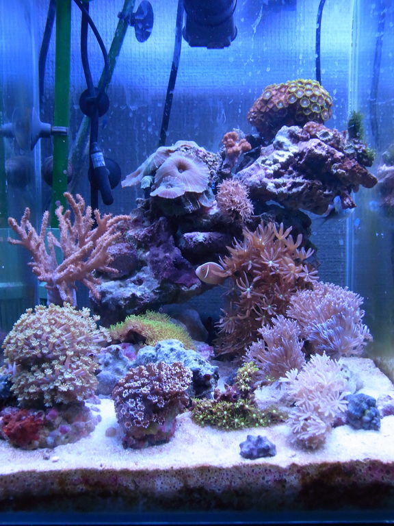 水槽用LEDライトボルクスジャパン RX122 CR ボルクスジャパン