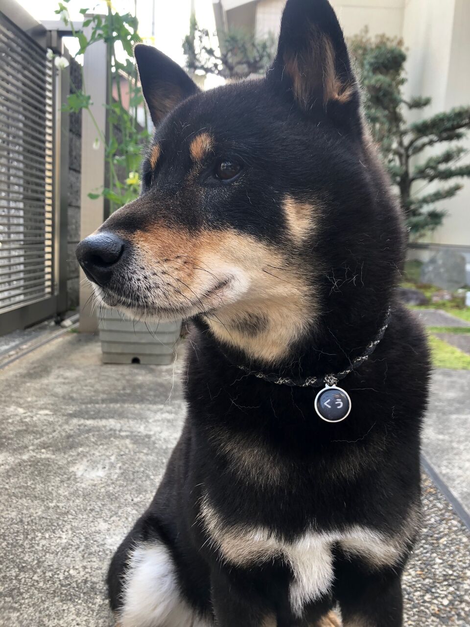 スナップエンドウ 黒柴 空にっき Vol 2