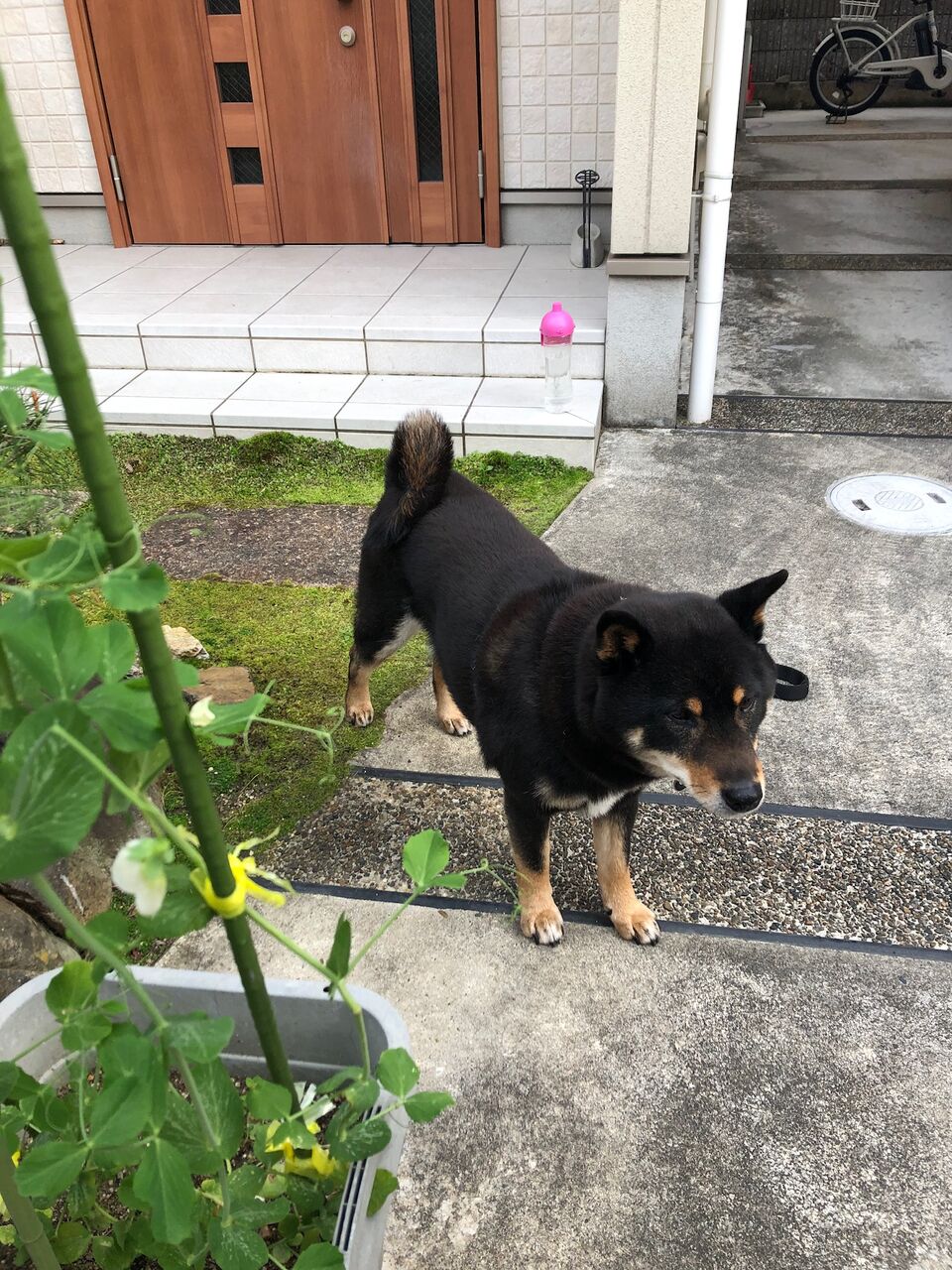 スナップエンドウ 黒柴 空にっき Vol 2