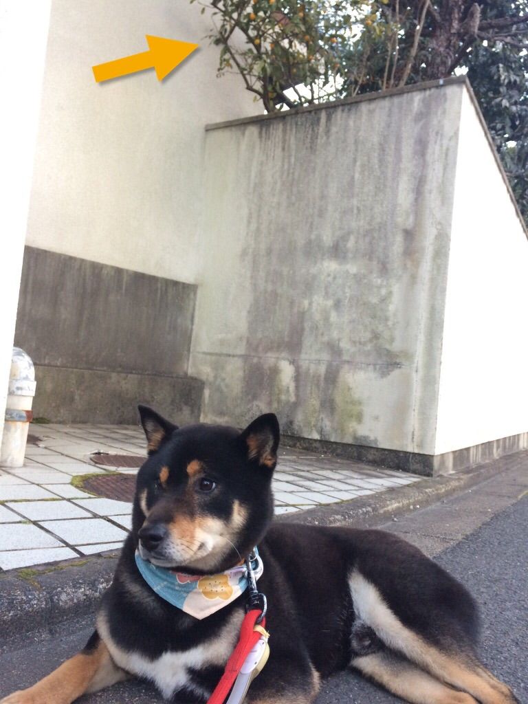 空とキンカン 黒柴 空にっき Vol 2 空とキンカン 黒柴 空にっき Vol 2
