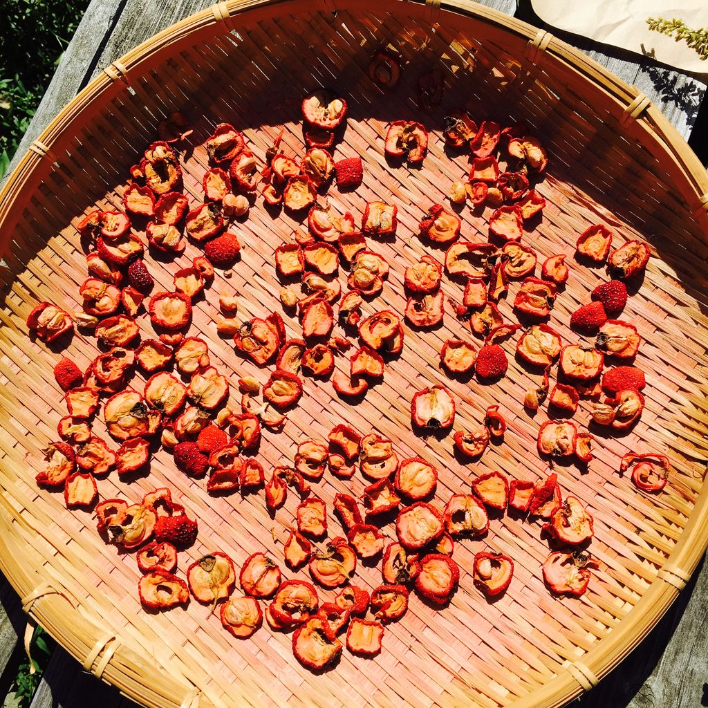 サンザシをお茶にするため 干しました 高尾で暮らす サンザシをお茶にするため 干しました 高尾で暮らす