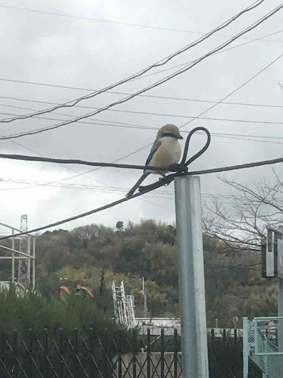 小さなブルーベリーの赤ちゃんが ブルーベリー畑まーるいかんぱにー
