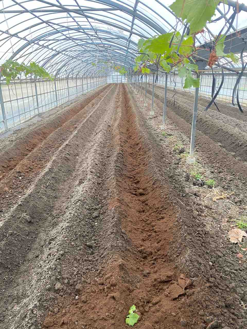 ブルーベリー の苗木を250本植えました ブルーベリー畑まーるいかんぱにー