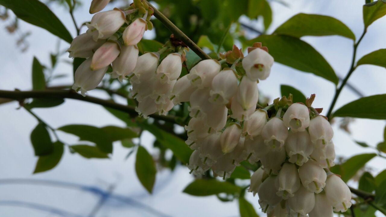 ブルーベリーの花言葉 ブルーベリー畑まーるいかんぱにー