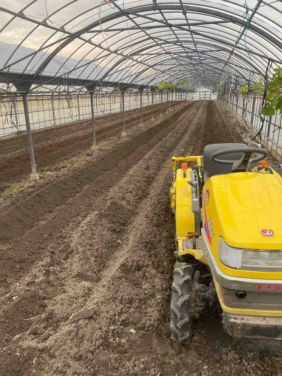 ブルーベリー の苗木を250本植えました ブルーベリー畑まーるいかんぱにー ブルーベリー の苗木を250本植えました ブルーベリー畑まーるいかんぱにー