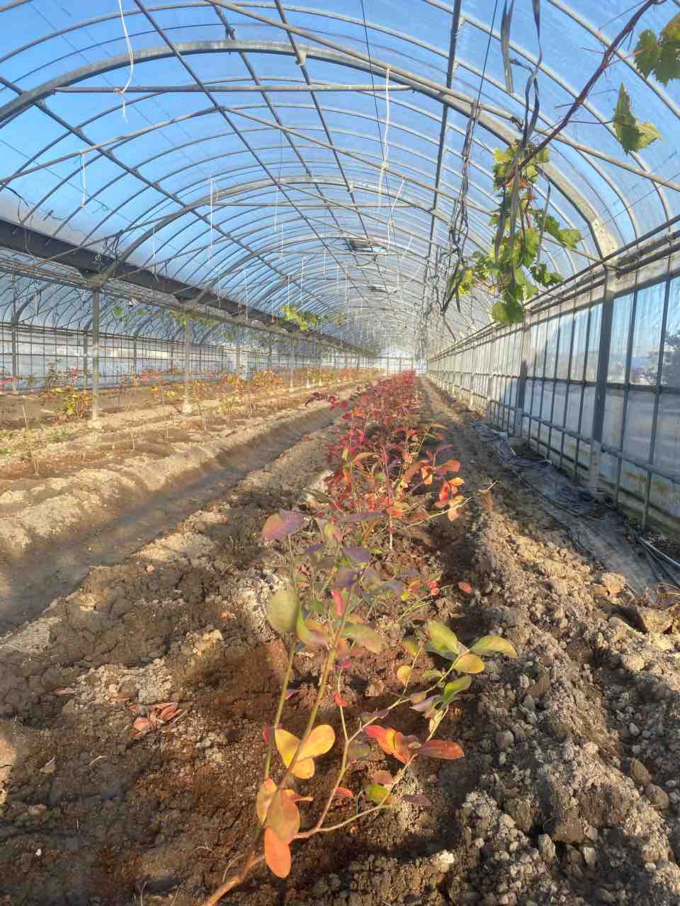 ブルーベリー の苗木を250本植えました ブルーベリー畑まーるいかんぱにー