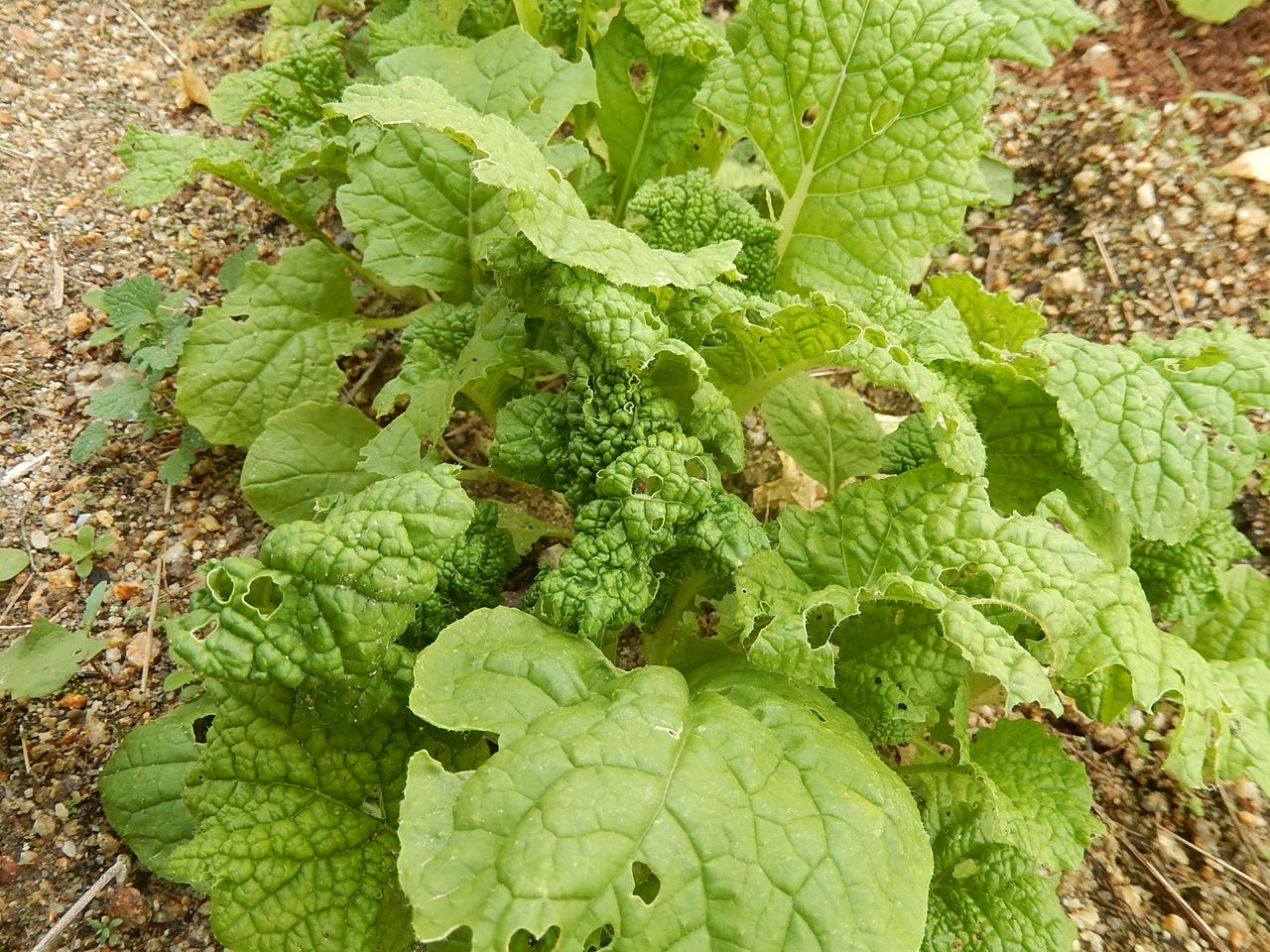やつば池散歩道の菜の花が育っています やつば池散歩道 豊田市 のブログ