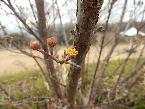 DSCN0949