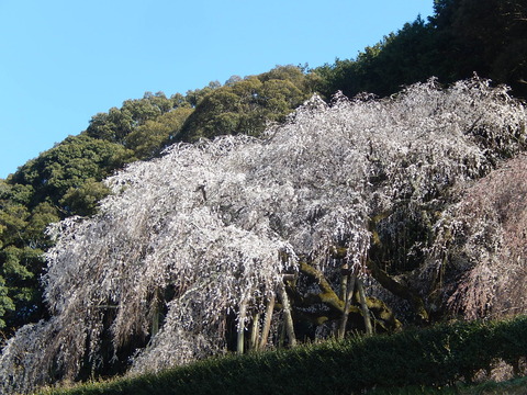 DSCN9649