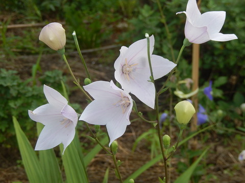 DSCN4965