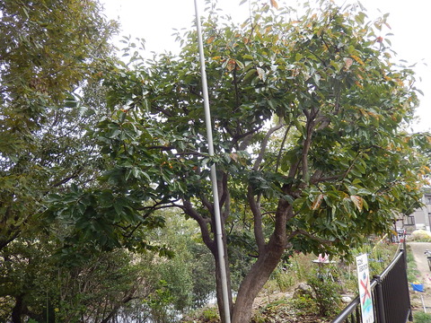 DSCN9003