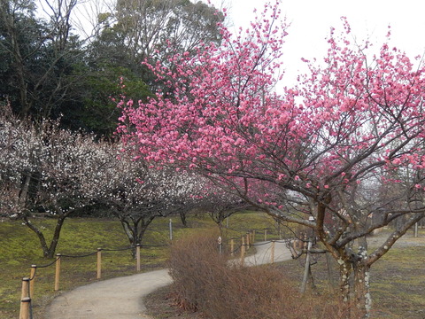 DSCN8226