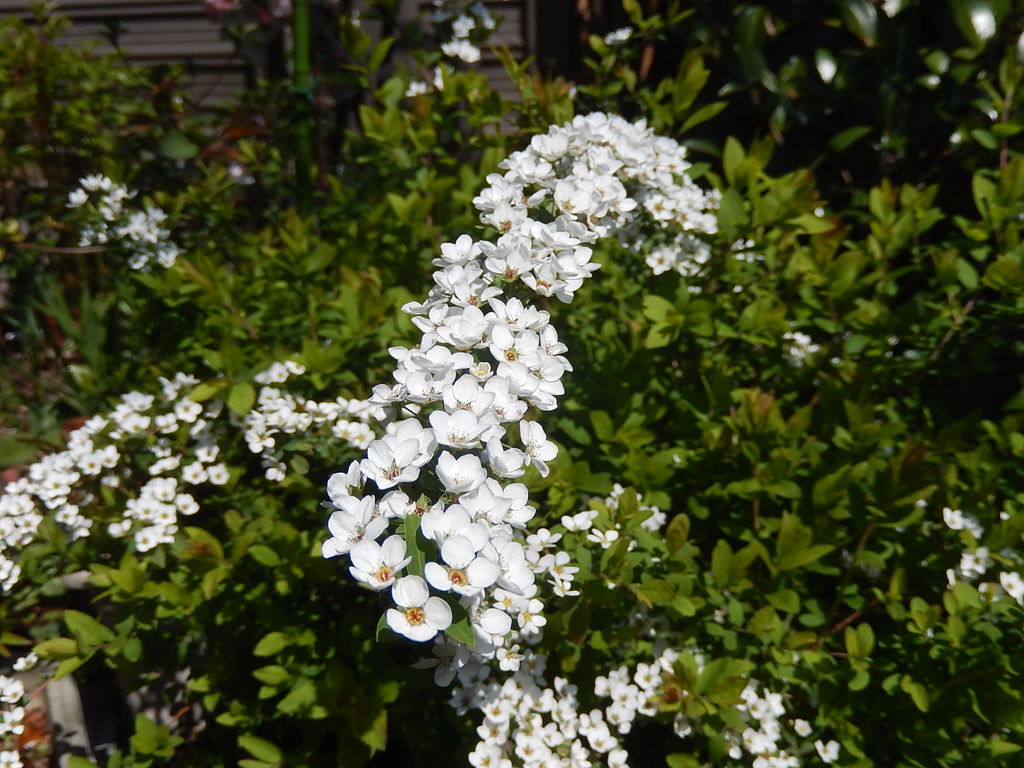 美しい花の画像 ベスト50 3 月 白い 花
