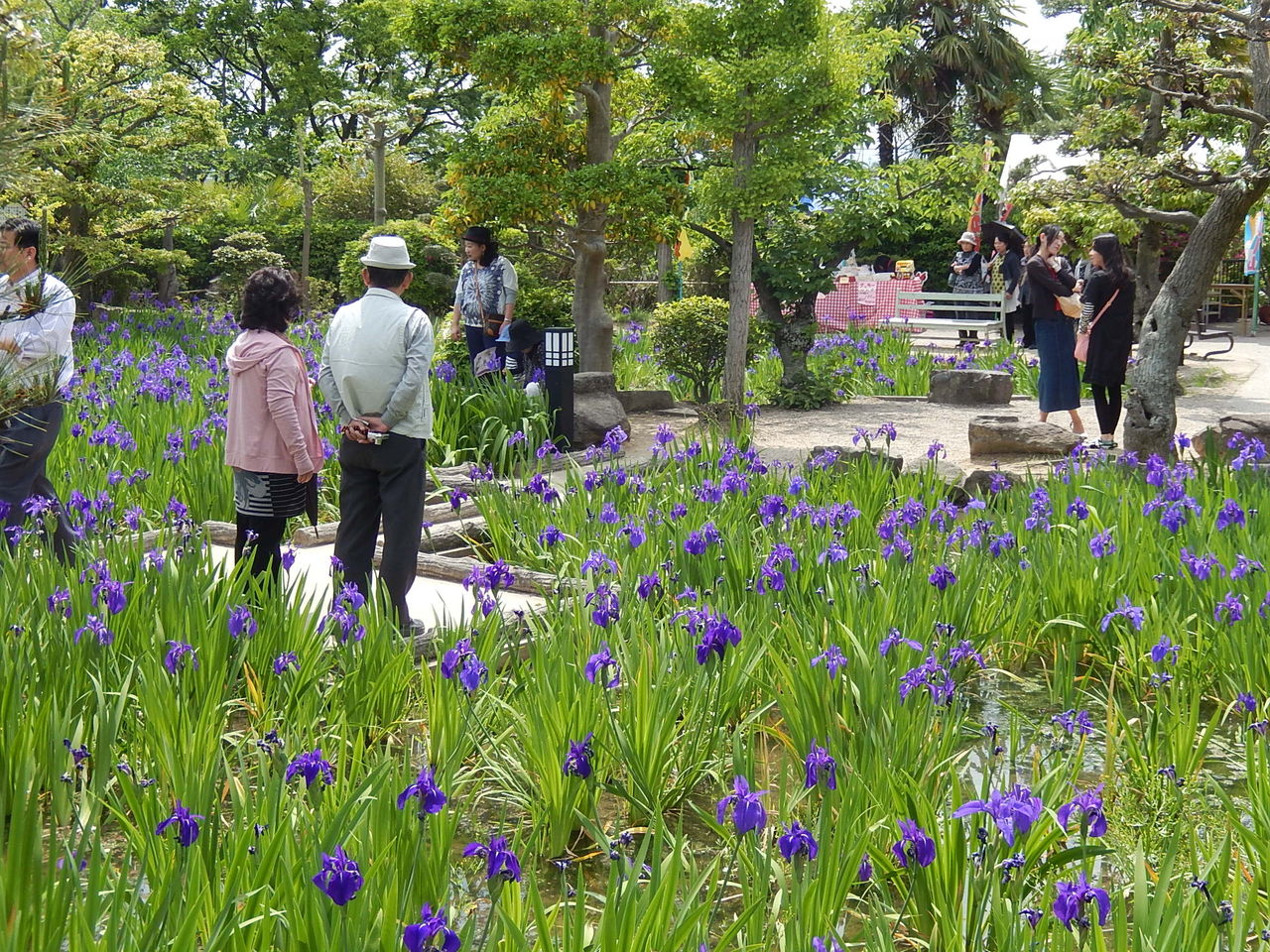 知立市の八橋かきつばた祭り やつば池散歩道（豊田市）のブログ