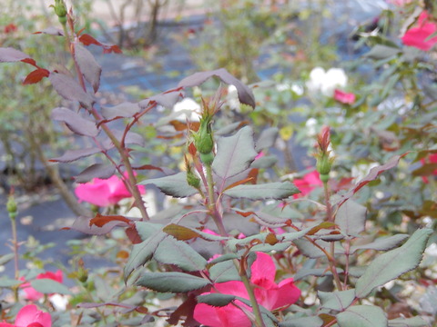 DSCN8648