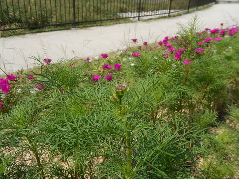 DSCN6680