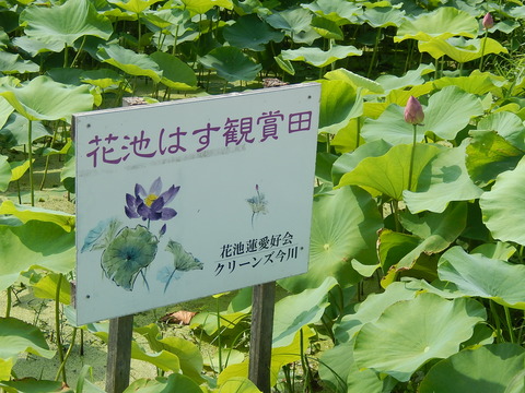 DSCN4134