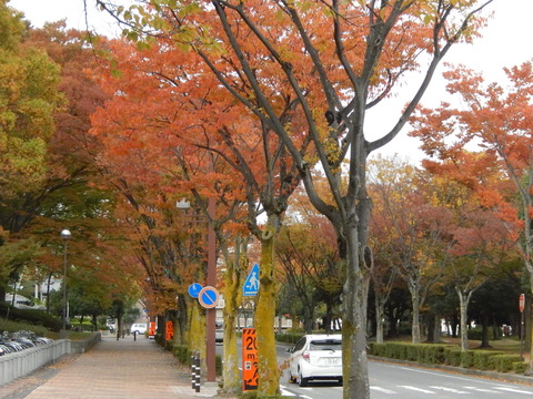DSCN8565