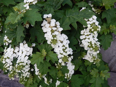 DSCN2473