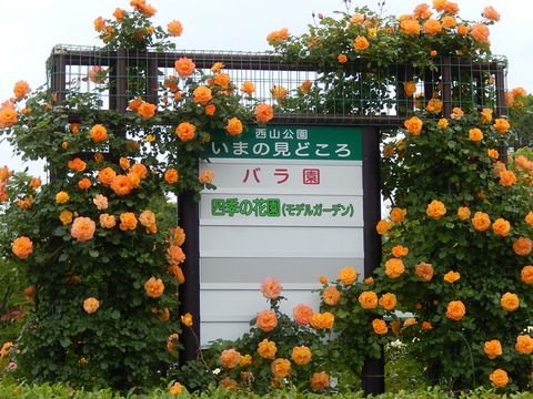 DSCN9505