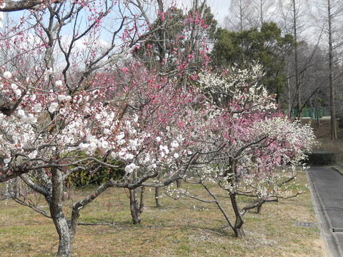DSCN8851