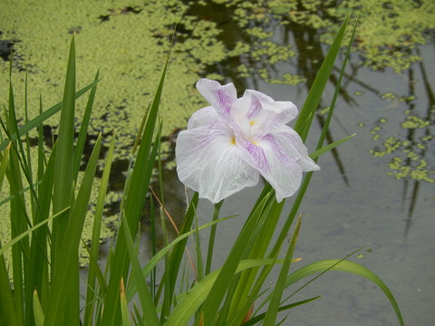 DSCN4339