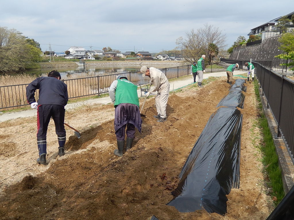 やつば池散歩道の畑でサツマイモの苗の植え付け やつば池散歩道 豊田市 のブログ