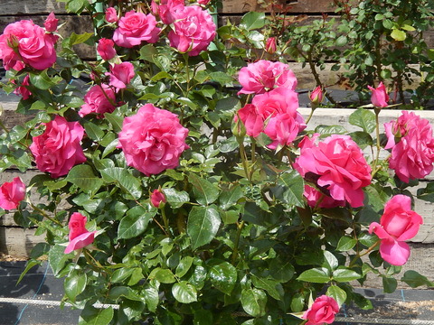 DSCN1644