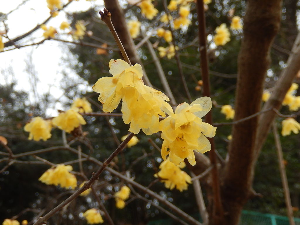 ヒッソリと咲く西山公園のロウバイの花 やつば池散歩道 豊田市 のブログ