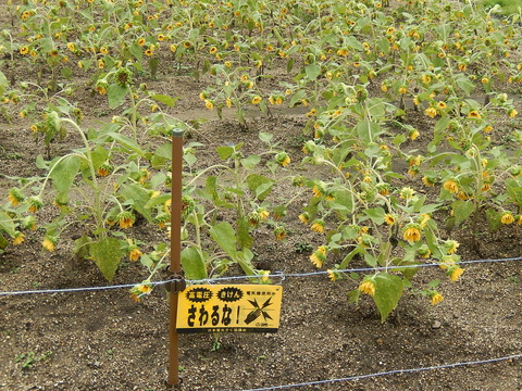 DSCN5462