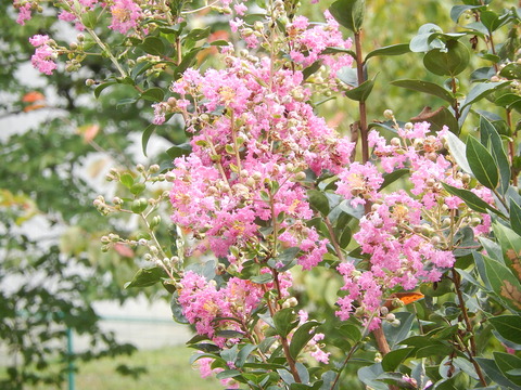 DSCN5764