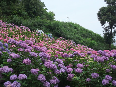 DSCF0100