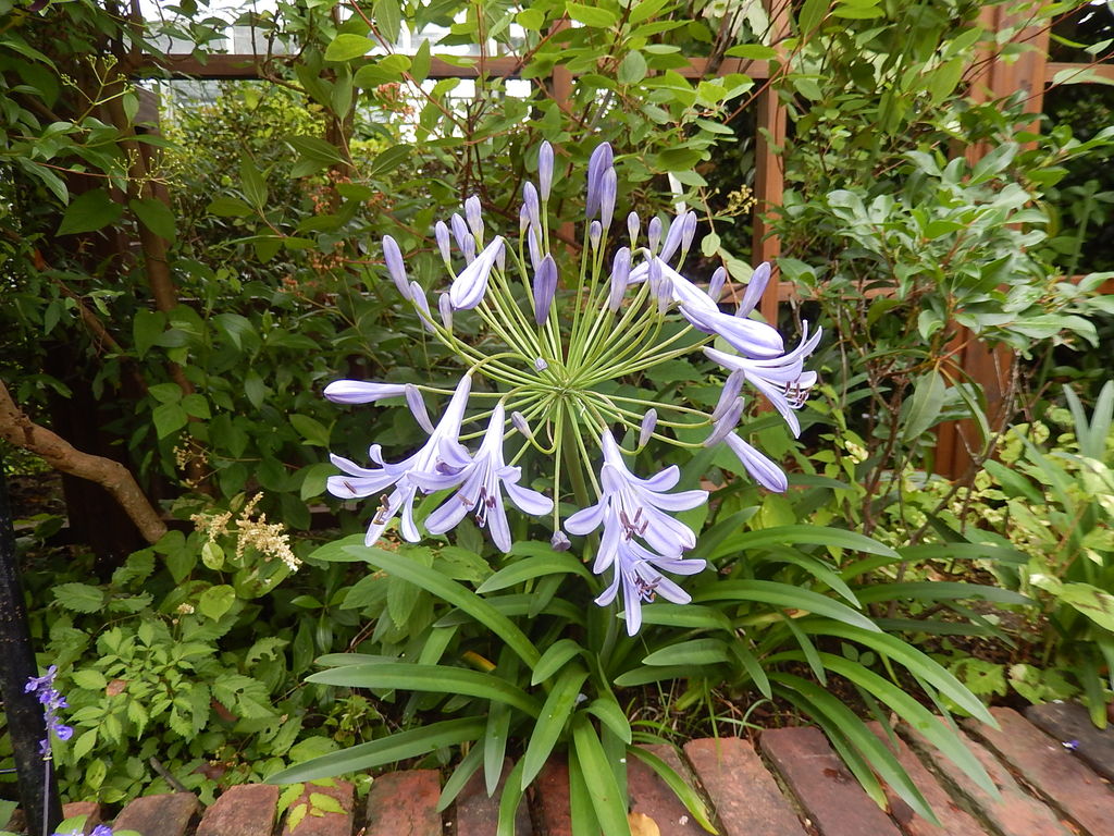 四季の花園に咲くアガパンサスオーシャンブルー やつば池散歩道 豊田市 のブログ