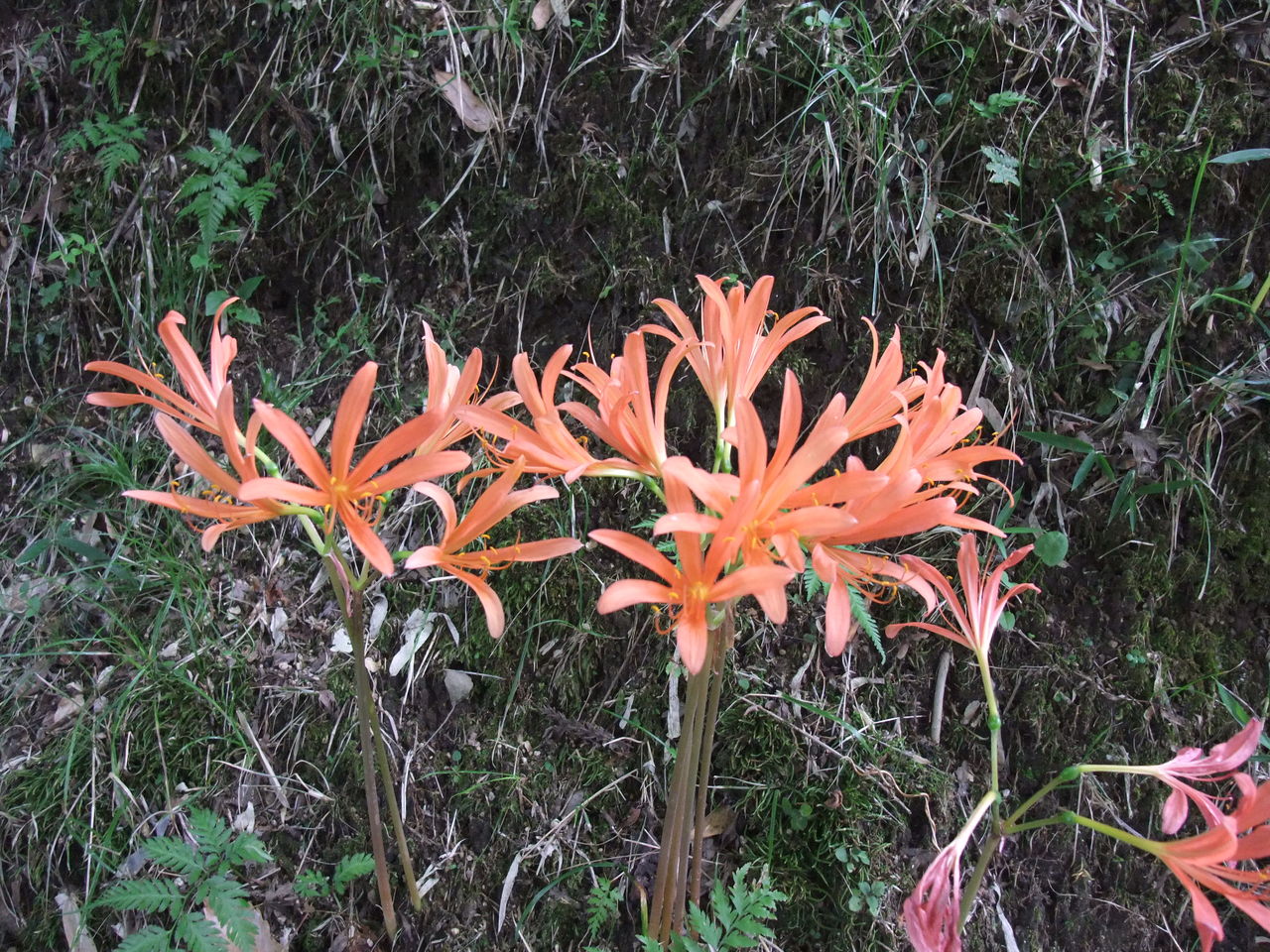 香嵐渓に咲くキツネノカミソリ やつば池散歩道 豊田市 のブログ