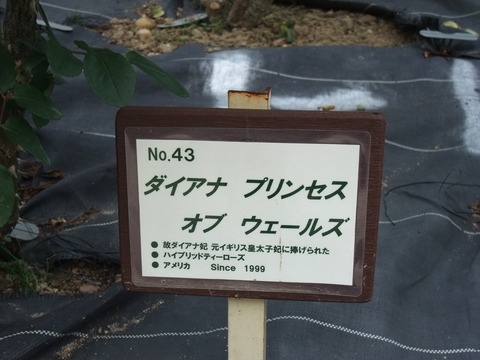 DSCF0083