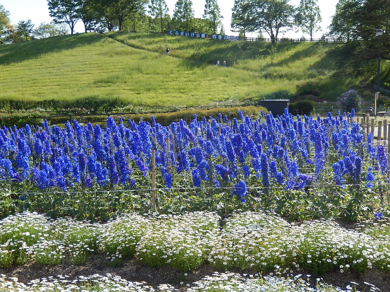 鞍ヶ池公園の春の花畑 やつば池散歩道 豊田市 のブログ