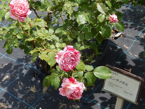 DSCN1664