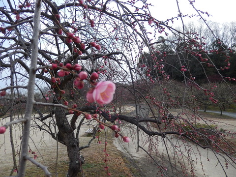 DSCN8238