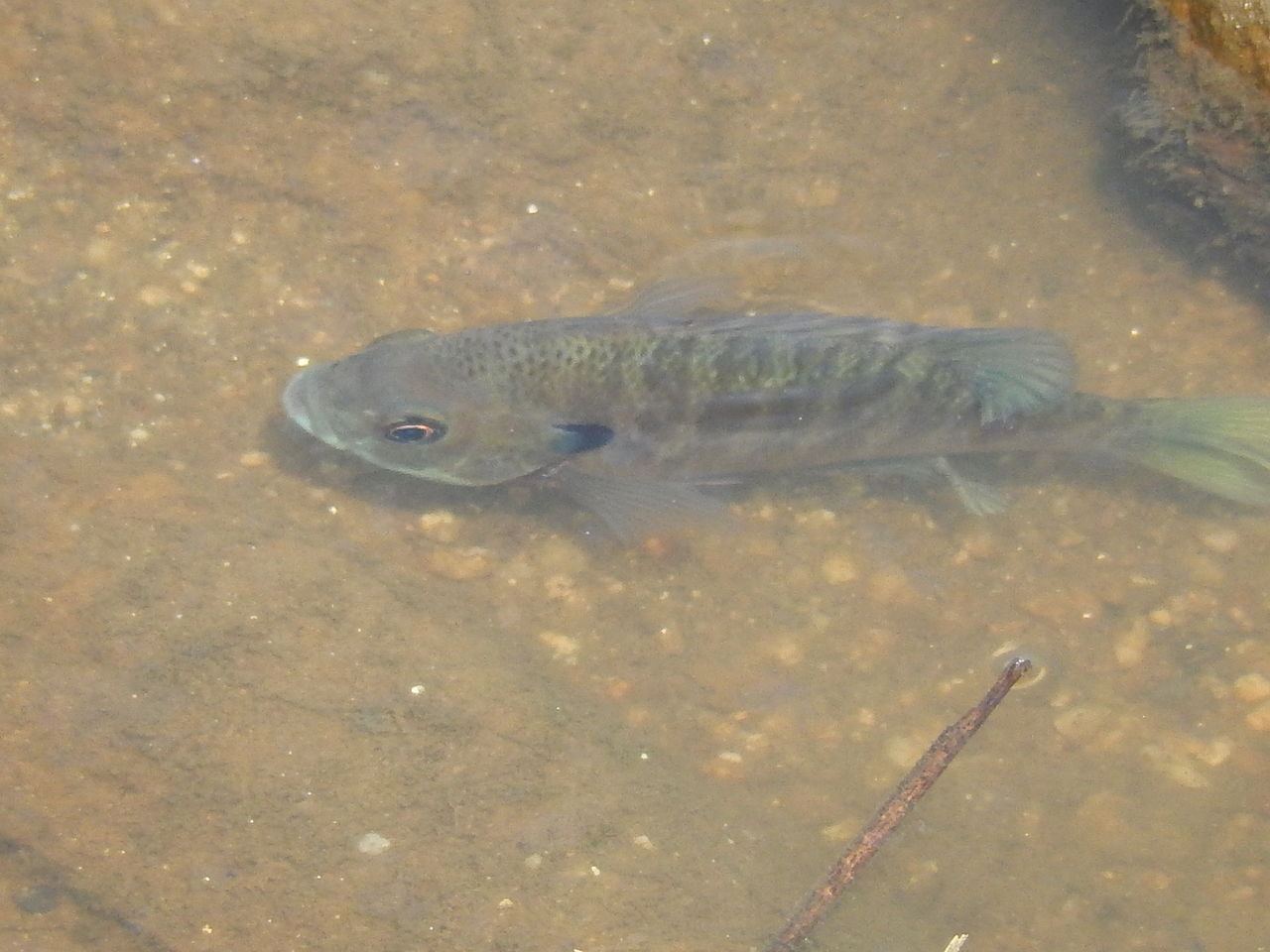八ツ谷池の水辺に泳ぐ魚の群れの正体は やつば池散歩道 豊田市 のブログ