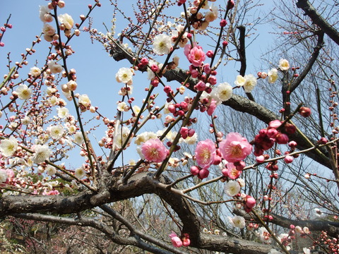 DSCF0061