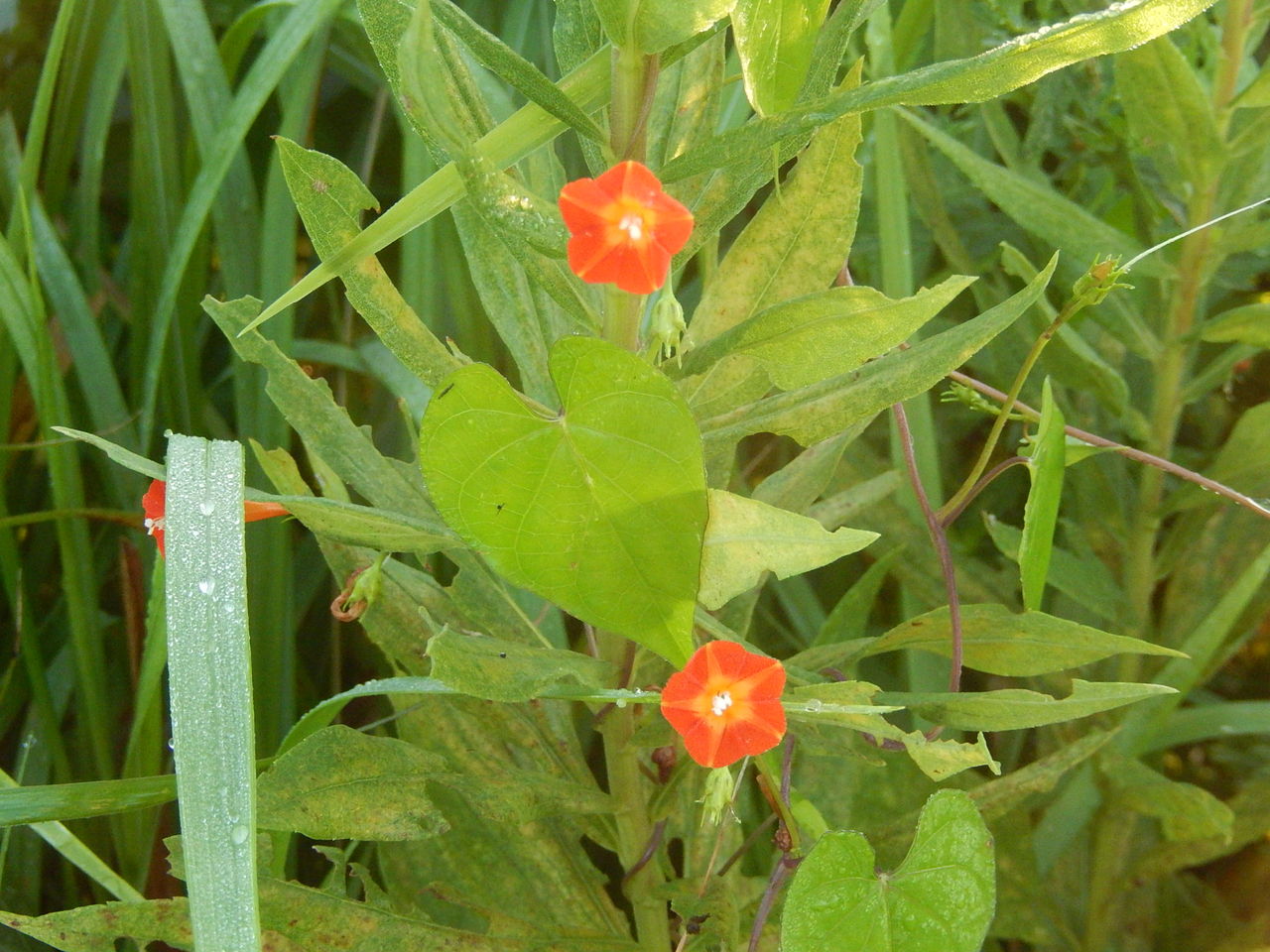 やつば池散歩道近くの秋の草花 やつば池散歩道 豊田市 のブログ