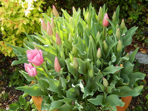 DSCN0796