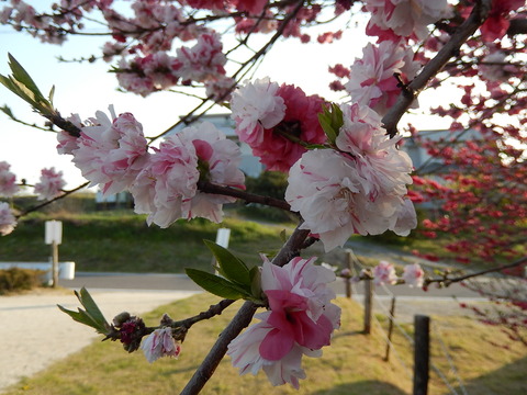 DSCN0767