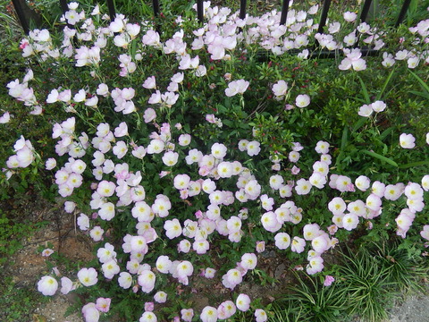 DSCN3900