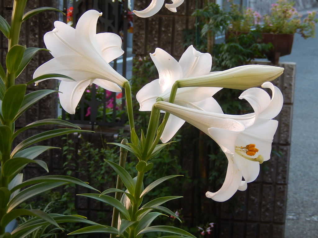我が家の窓辺に咲いた白いユリの花 やつば池散歩道 豊田市 のブログ